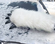 Star Wars Wampa Ice Scraper
